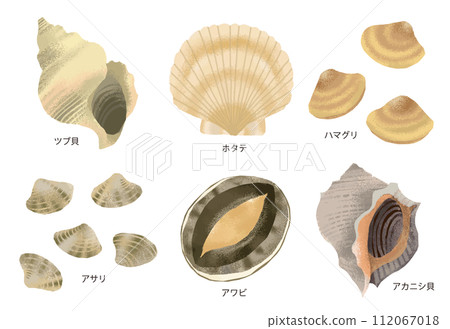 各種貝類的插圖1 各種貝類的插圖1 112067018