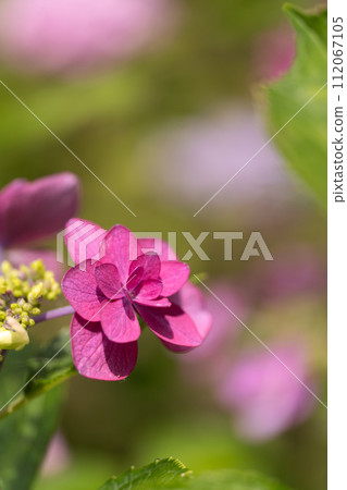 繡球花特寫素材 繡球花特寫素材 112067105