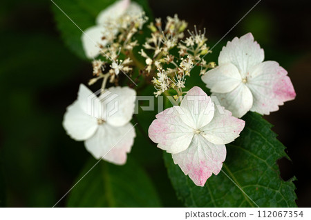 Close-up of hydrangea and russet petals 112067354