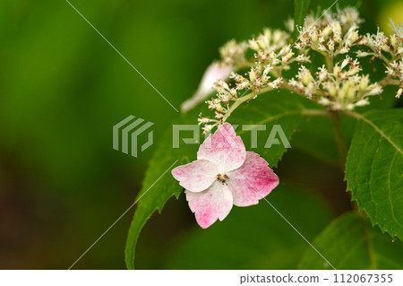Close-up of hydrangea and russet petals 112067355