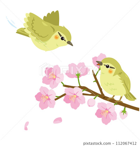 Cherry blossom branch and two warblers 112067412