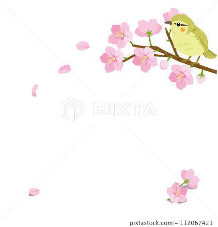 櫻花樹枝和鶯 112067421