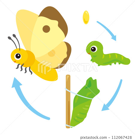 Butterfly, pupa, caterpillar and egg growth set Butterfly, pupa, caterpillar and egg growth set 112067428