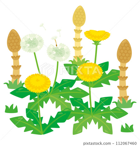 Dandelion and horsetail 112067460