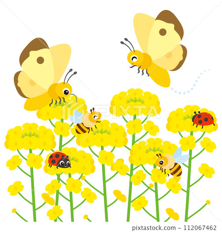 Rape flower field and insects 112067462
