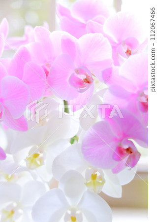 Phalaenopsis orchid  112067466