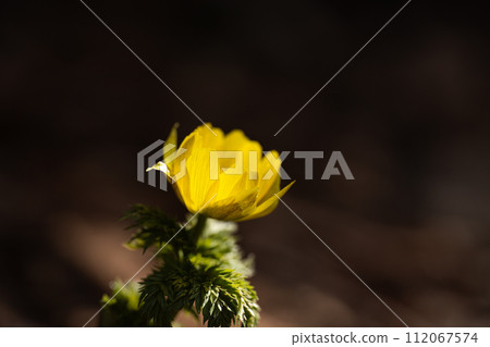 儘管天氣寒冷,早春福壽莊在山間綻放 儘管天氣寒冷,早春福壽莊在山間綻放 112067574