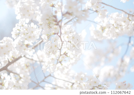 櫻花泉高調 112067642