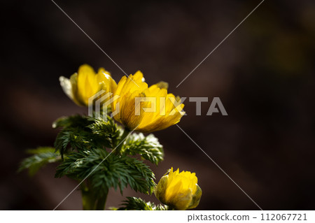 儘管天氣寒冷，早春福壽莊在山間綻放 112067721