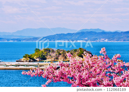 上關城山歷史公園的河津櫻花樹3號盛開 112068189