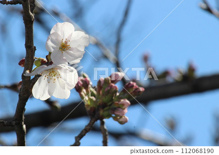 Cherry blossoms are starting to bloom. Spring has arrived. Cherry blossoms are starting to bloom. Spring has arrived. 112068190