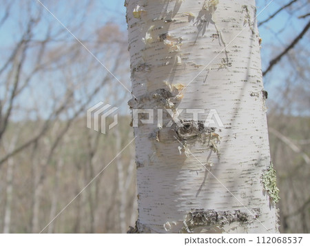 White birch trunk (spring/close-up) 112068537