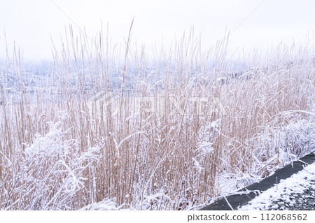 【神奈川縣】箱根的雪景和白雪皚皚的仙石原 【神奈川縣】箱根的雪景和白雪皚皚的仙石原 112068562