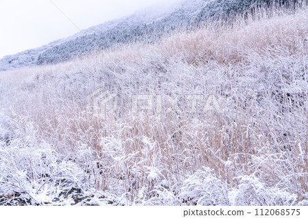 【神奈川縣】箱根的雪景和白雪皚皚的仙石原 112068575