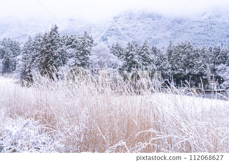 【神奈川縣】箱根的雪景和白雪皚皚的仙石原 112068627