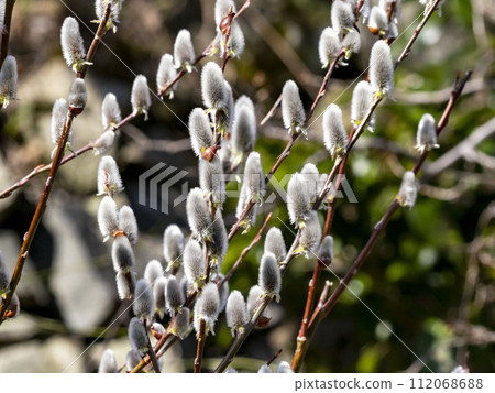 Pussy willow blooming in early spring 112068688