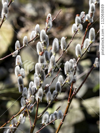 Pussy willow blooming in early spring 112068689