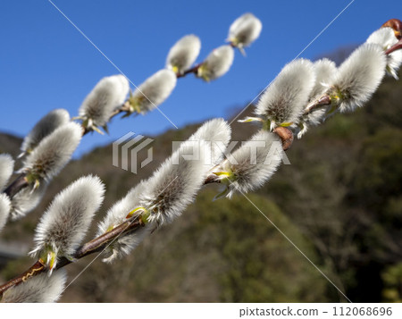 Pussy willow blooming in early spring 112068696