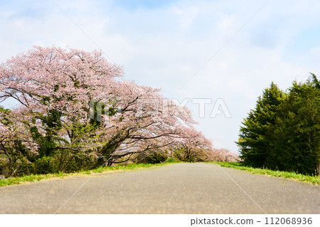 春季，櫻花樹成行的步道，藍天清爽，河床上櫻花盛開。 112068936