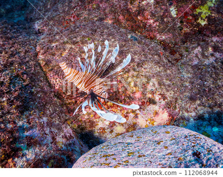 美麗而大的獅子魚（獅子魚亞科）。位於東京都伊豆群島式根島丸浜。 2023年1 112068944