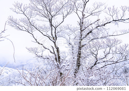 [神奈川縣]箱根和代官山的雪景 112069081