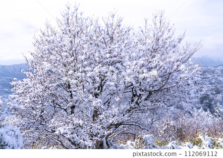 [神奈川縣]箱根和代官山的雪景 112069112