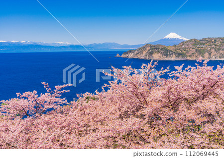 (Shizuoka Prefecture) Nishiizu Koganezaki with early cherry blossoms and distant view of Mt. Fuji 112069445