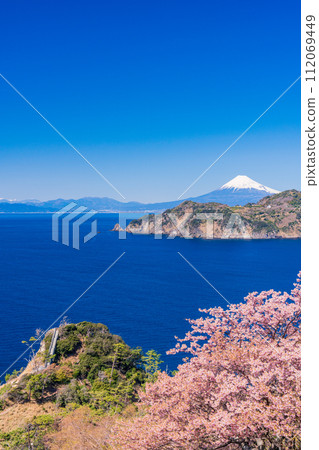 （靜岡縣）西伊豆小金崎，早櫻花，遠眺富士山 112069449