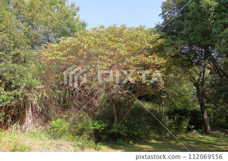 Colored sumac leaves 112069556