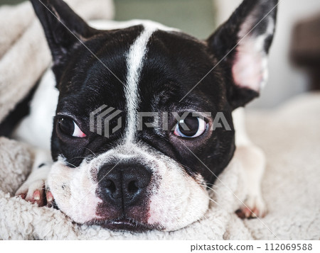 Cute puppy lying on the bed in the living room 112069588