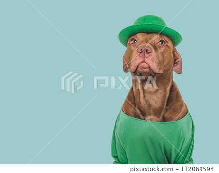 Lovable, pretty puppy and a bright green hat 112069593