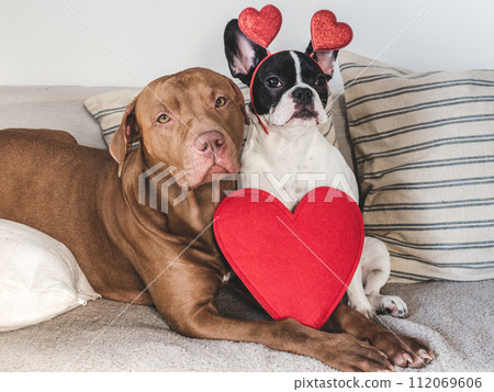 Cute puppy, brown dog and red heart Cute puppy, brown dog and red heart 112069606