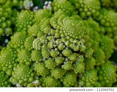 十字花科蔬菜羅馬花椰菜 十字花科蔬菜羅馬花椰菜 112069702