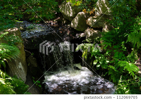 Wildlife trees in spring and summer in the greenery leaves pond beautiful weather Walk in the city center Beacon Hill park Victoria Canada BC . High quality 4k footage Wildlife trees in spring and summer in the greenery leaves pond beautiful weather Walk in the city center Beacon Hill park Victoria Canada BC . High quality 4k footage 112069705
