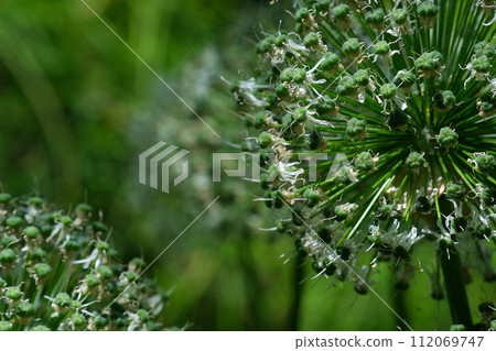Wildlife trees in spring and summer in the greenery leaves pond beautiful weather Walk in the city center Beacon Hill park Victoria Canada BC . High quality 4k footage 112069747