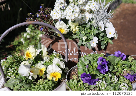 Group planting of flowers and pots Group planting of flowers and pots 112070125