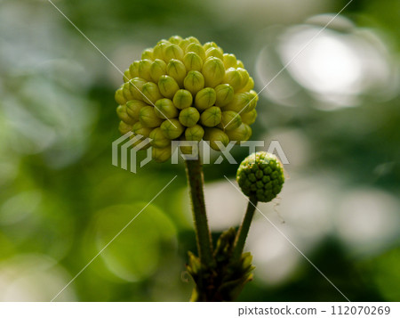 Calliandra haematcephala、豆科植物的芽 112070269