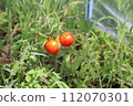 2 個西紅柿 112070301