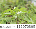 盛開的鮮花 112070305
