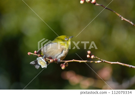 Mejiro and plum blossoms 112070334