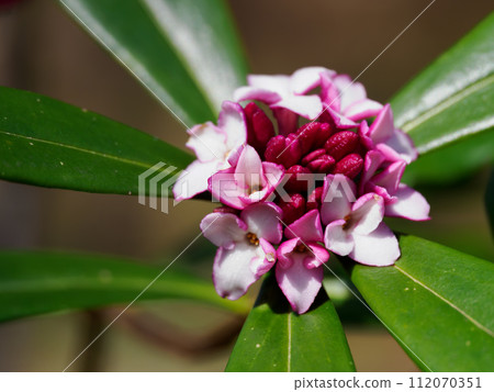 達芙妮花開在早春 達芙妮花開在早春 112070351