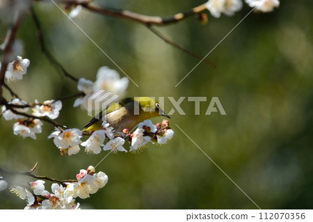 Mejiro和梅花 Mejiro和梅花 112070356