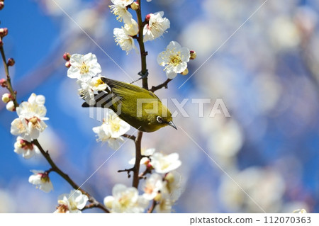 Mejiro和梅花 112070363