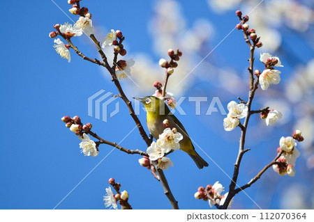 Mejiro和梅花 112070364