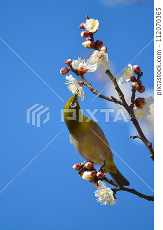 Mejiro和梅花 112070365