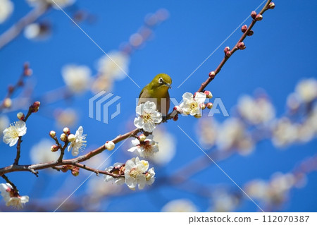 Mejiro and plum blossoms Mejiro and plum blossoms 112070387
