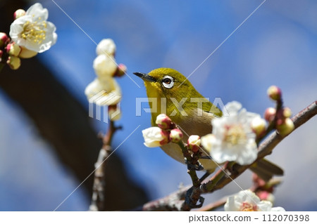 Mejiro and plum blossoms 112070398