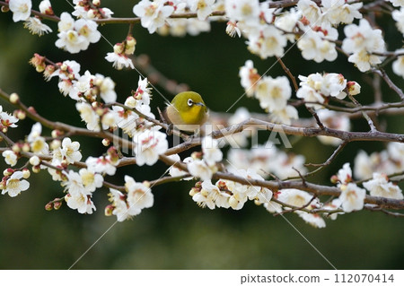 Mejiro和梅花 112070414