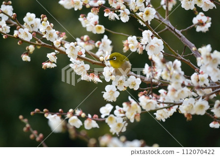 Mejiro and plum blossoms 112070422