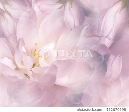 Jasmine flowers.   Floral light pink  background. Petals jasmine. Close-up. Nature. 112070696